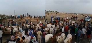 eid ul adha covid sacrificial animals