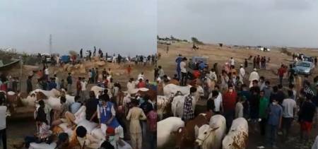 eid ul adha covid sacrificial animals