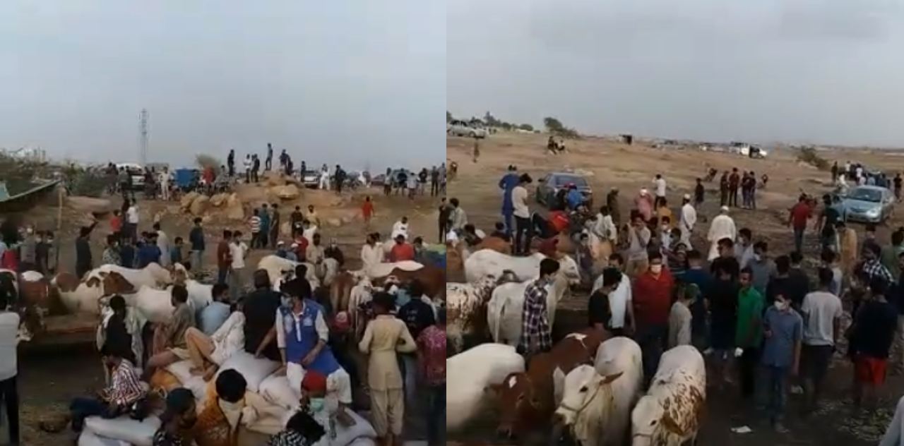 eid ul adha covid sacrificial animals