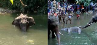 Elephant India