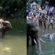 Elephant India