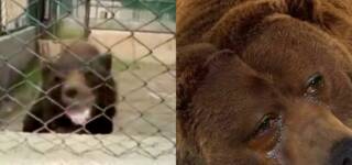 Bear Bahria Zoo Lahore