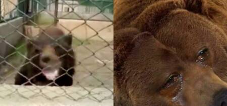 Bear Bahria Zoo Lahore