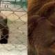 Bear Bahria Zoo Lahore