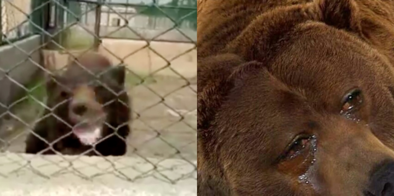 Bear Bahria Zoo Lahore