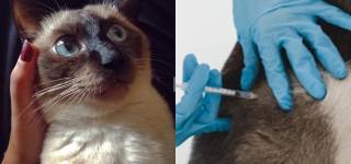 Vet killed a cat in Islamabad