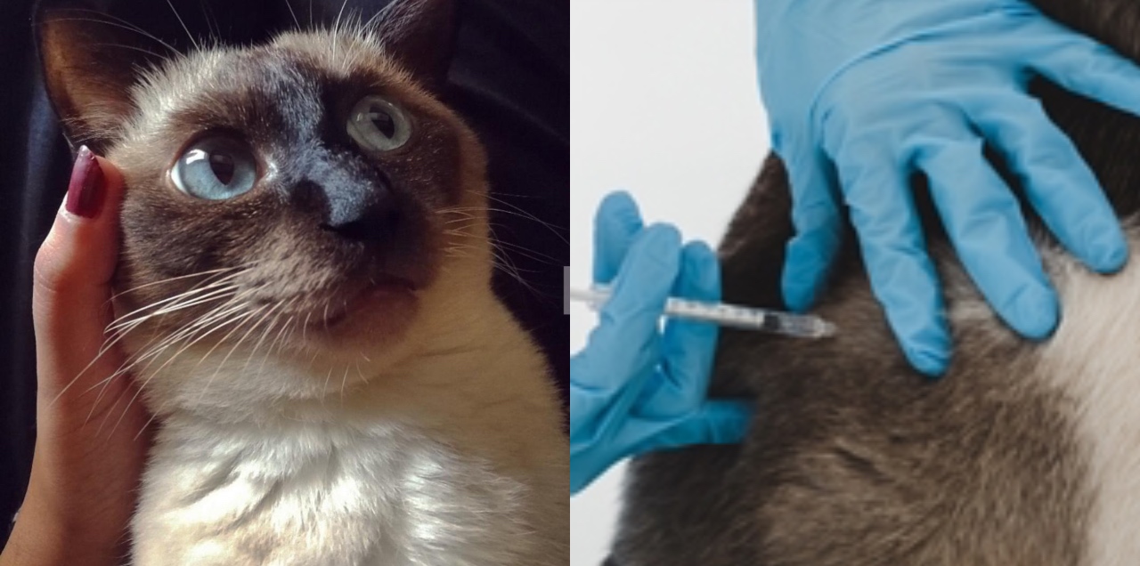 Vet killed a cat in Islamabad