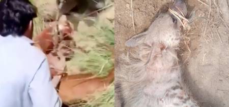 Hyena capture