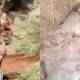 Hyena capture