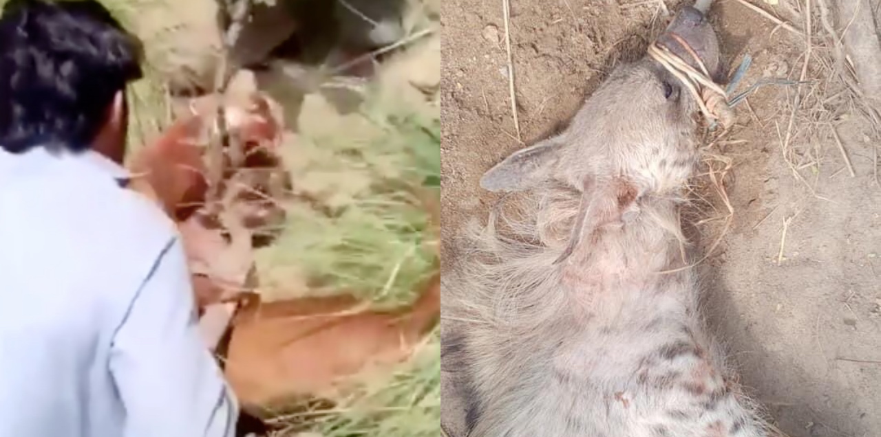 Hyena capture