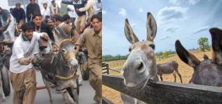 Donkey Pakistan Punjab