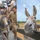 Donkey Pakistan Punjab