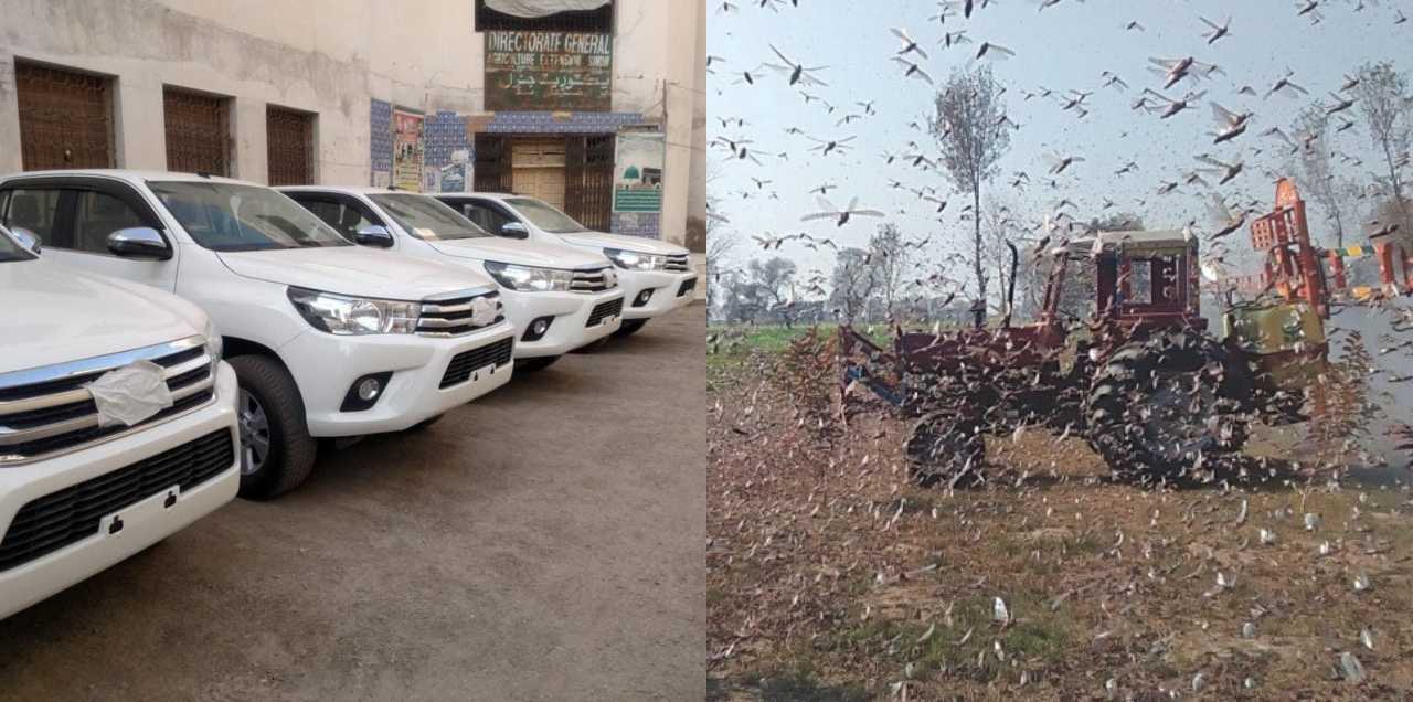 Sindh Govt revo locust