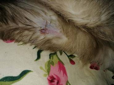 Vet killed a cat in Islamabad