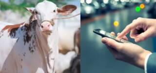 Pakistan Covid-19 Bakra Eid online