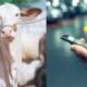 Pakistan Covid-19 Bakra Eid online