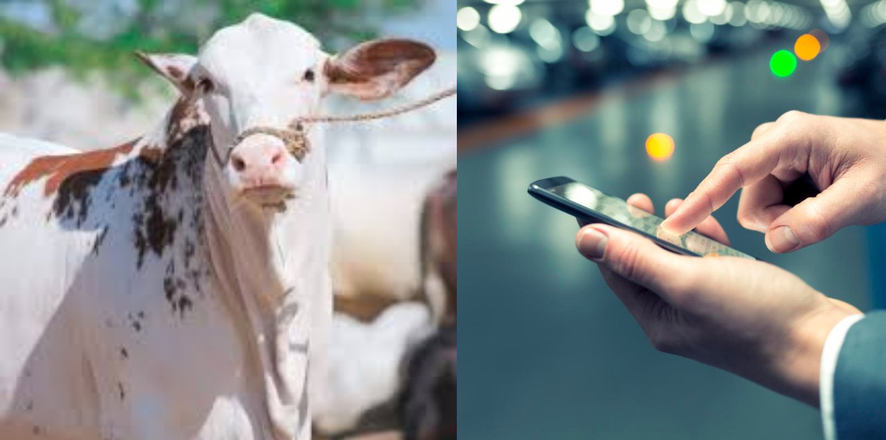 Pakistan Covid-19 Bakra Eid online