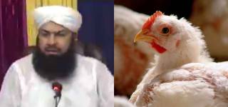 broiler chicken in islam
