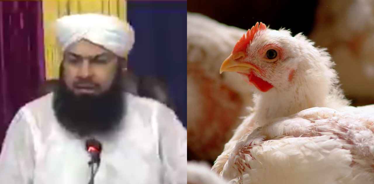broiler chicken in islam