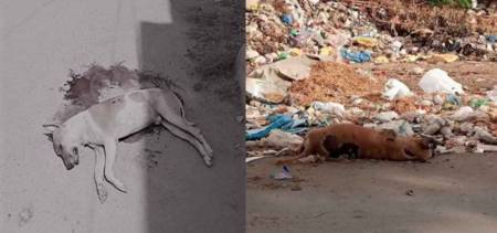 government killing dogs