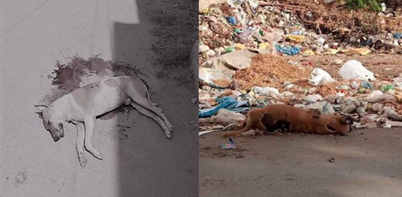 Hello KMC! Killing Dogs & Leaving Them In Garbage Bins Won't Eliminate