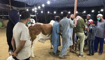 bakra eid COVID-19 Pakistan
