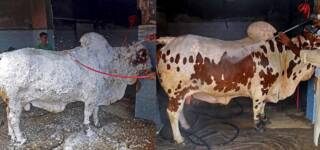Pakistani Animals