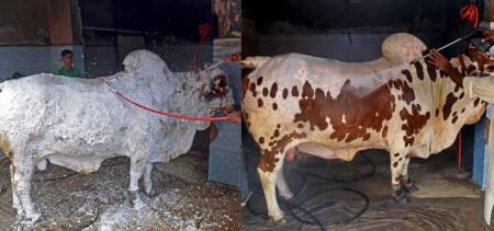 Pakistani Animals