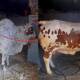 Pakistani Animals