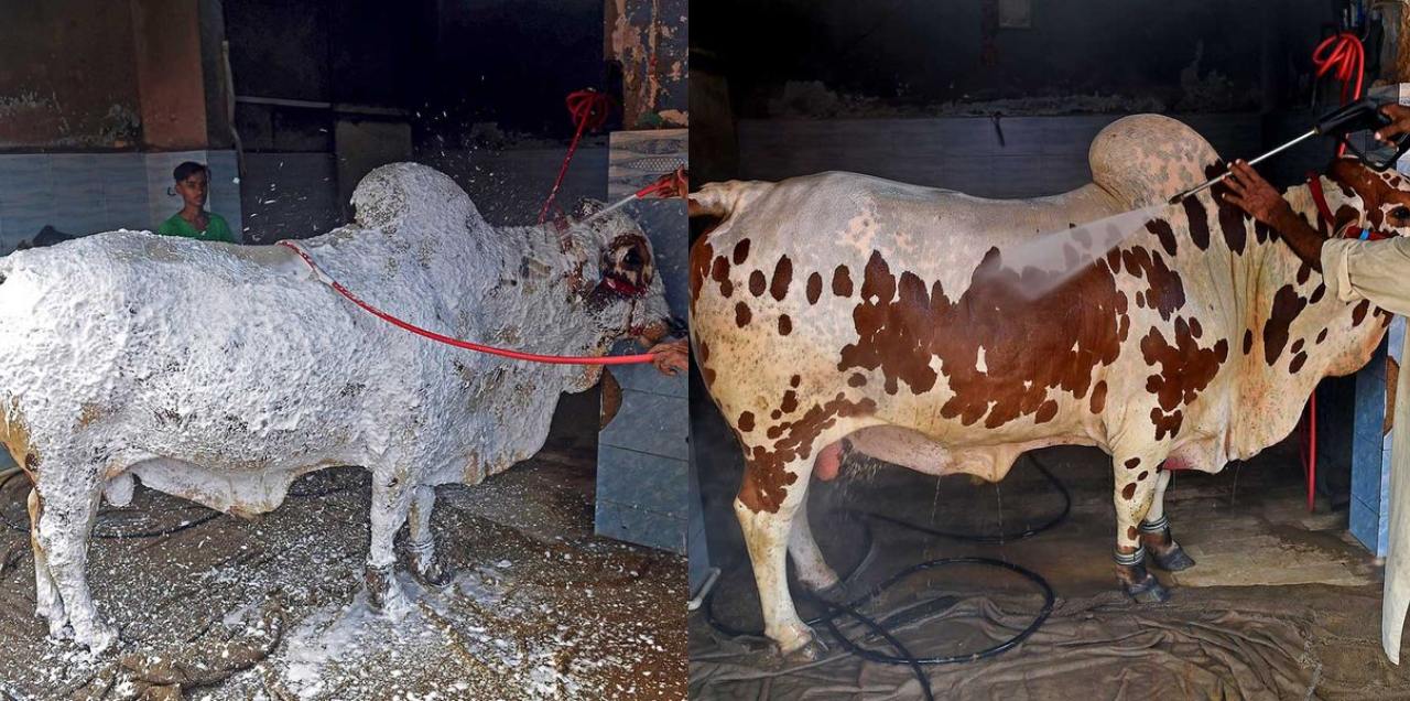 Pakistani Animals
