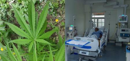cooked cannabis