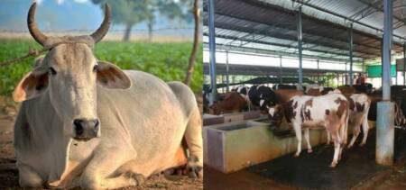 Cow abuse
