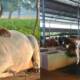 Cow abuse