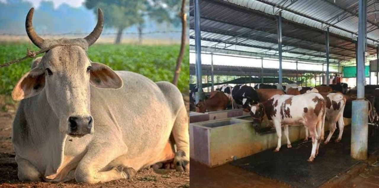 Cow abuse