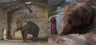 Kaavan Elephant Finally Set Free & To Be Moved To A Sanctuary In Cambodia