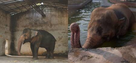 Kaavan Elephant Finally Set Free & To Be Moved To A Sanctuary In Cambodia
