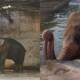 Kaavan Elephant Finally Set Free & To Be Moved To A Sanctuary In Cambodia