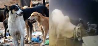 bakra eid dogs attack