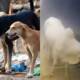 bakra eid dogs attack