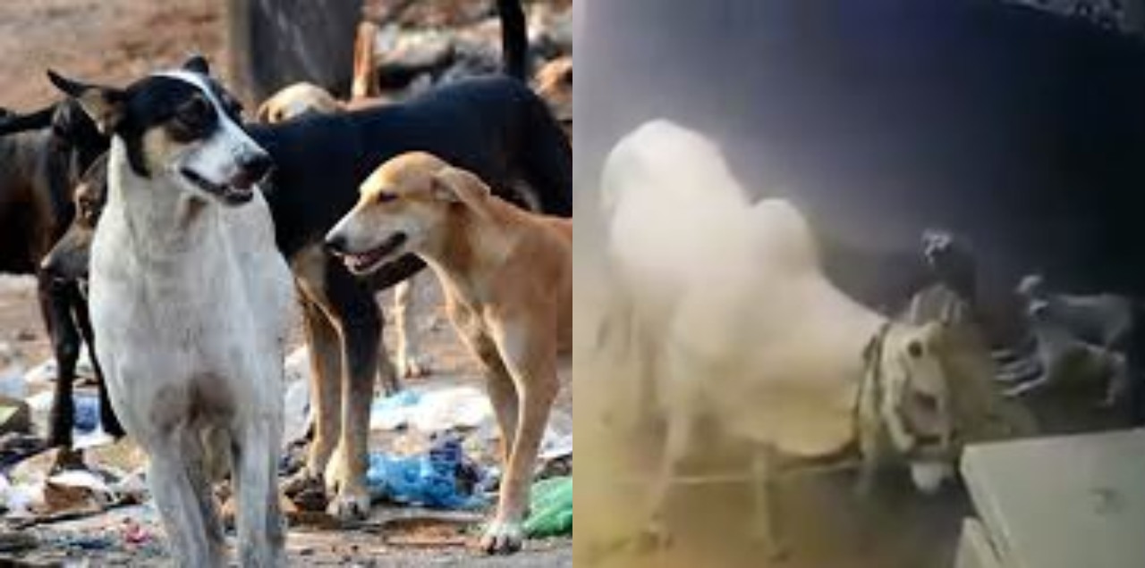 bakra eid dogs attack
