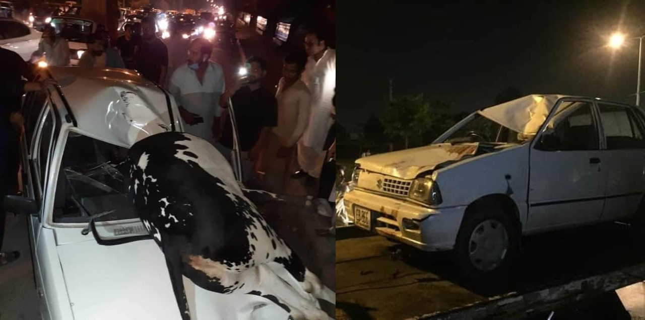 cow car accident