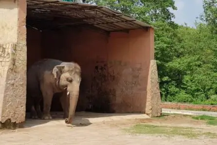 Kaavan Elephant Finally Set Free & To Be Moved To A Sanctuary In Cambodia
