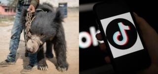 Poor Bear Suffers At The Hands Of A TikToker Only For The Sake Of Views