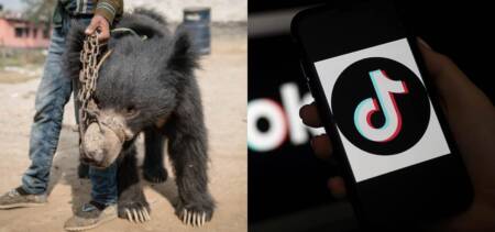 Poor Bear Suffers At The Hands Of A TikToker Only For The Sake Of Views