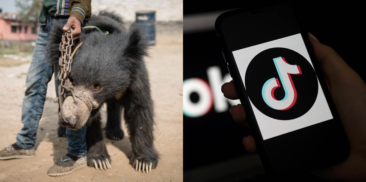 Poor Bear Suffers At The Hands Of A TikToker Only For The Sake Of Views