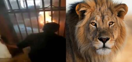 Lion Burned To Death While Being Moved To A Sanctuary In Lahore