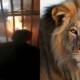 Lion Burned To Death While Being Moved To A Sanctuary In Lahore