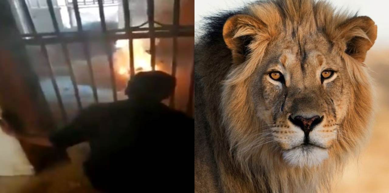Lion Burned To Death While Being Moved To A Sanctuary In Lahore