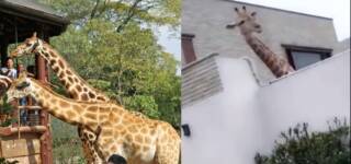 Giraffe Karachi