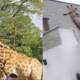 Giraffe Karachi